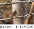 Black-faced bunting perched on a tree branch 101480980