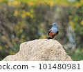 Blue rock-eared bulbul perched on a rock 101480981