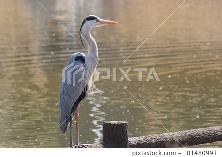 Gray heron hunting for prey on a pond stake 101480991
