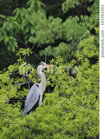 Gray heron in the fresh green 101481001