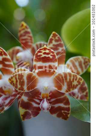Phalaenopsis amboinensis Phalaenopsis amboinensis Western orchid progenitor 101481002