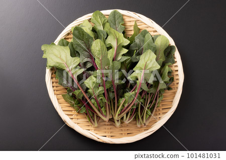 red stem spinach red stem spinach 101481031