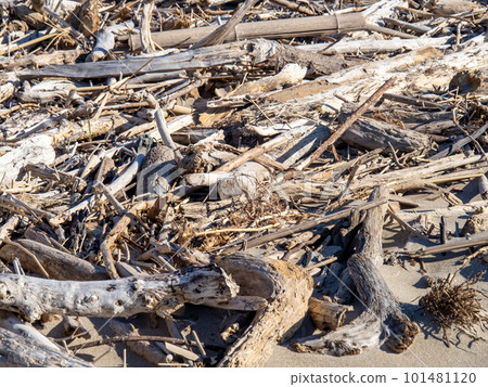 許多浮木被沖上岸。 101481120