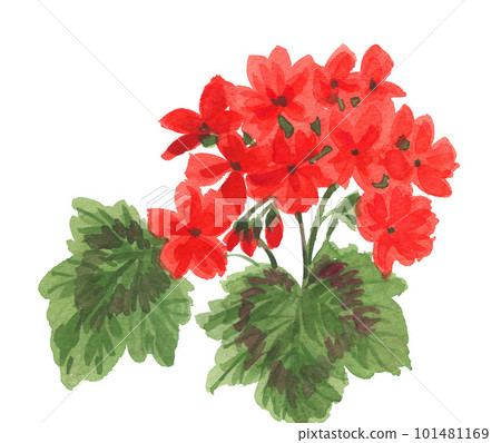 geranium pix234 painted by watercolor geranium pix234 painted by watercolor 101481169