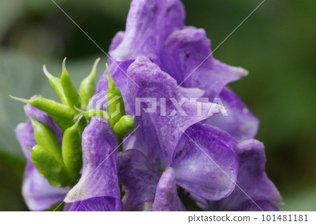 Octoric beetle, purple flower, poisonous plant, wild grass Octoric beetle, purple flower, poisonous plant, wild grass 101481181
