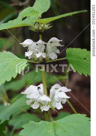 Dead-nettle flower Dead-nettle flower 101481201