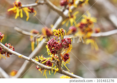 金縷梅花（春季、三月） 101481276