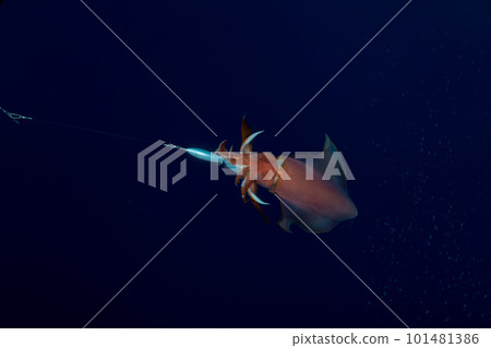 Ogasawara: Diamondback squid caught Ogasawara: Diamondback squid caught 101481386