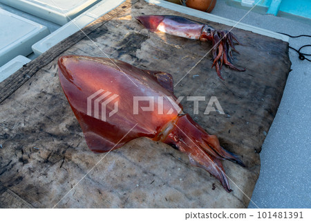 Ogasawara Sodeika Ogasawara Sodeika 101481391