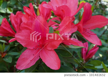 Red flower of Kerama azalea 101481632