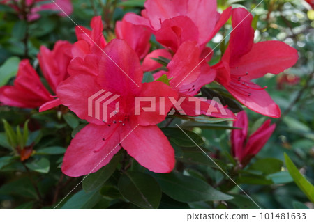 慶良間杜鵑花的紅花 101481633