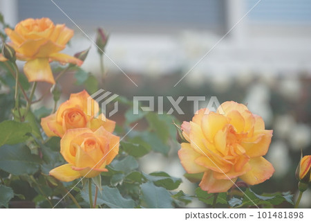 rose	 101481898