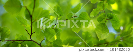 Panoramic background with fresh young foliage of the tree. 101482030