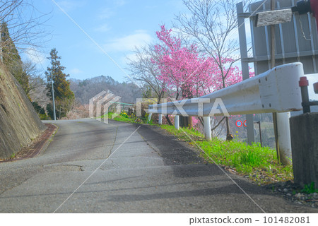 Slope with red plum blossoms [Shinshu Shinmachi, Nagano City] 101482081