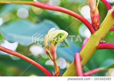 Female flowers and new leaves of Yuzuriha (spring, April) Female flowers and new leaves of Yuzuriha (spring, April) 101482085