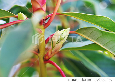 Female flowers and new leaves of Yuzuriha (spring, April) 101482089
