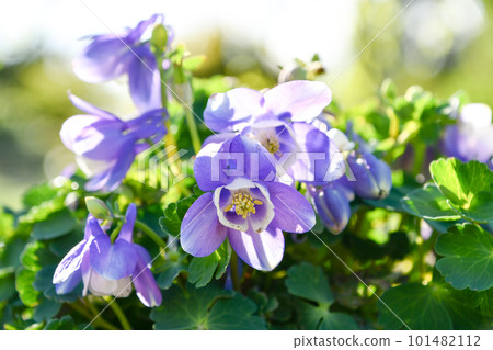 蜘蛛耬斗菜 蜘蛛耬斗菜 101482112