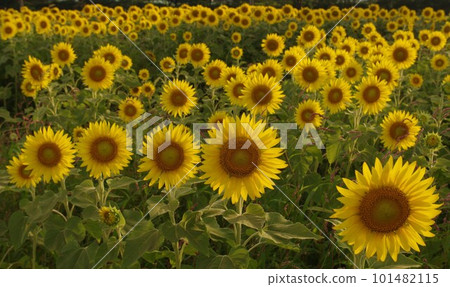 Bright yellow sunflowers will cheer you up in the hot summer 3 Bright yellow sunflowers will cheer you up in the hot summer 3 101482115