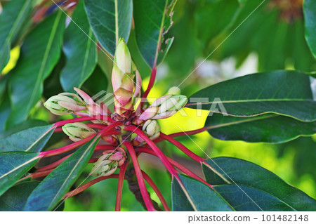 Female flowers and new leaves of Yuzuriha (spring, April) Female flowers and new leaves of Yuzuriha (spring, April) 101482148