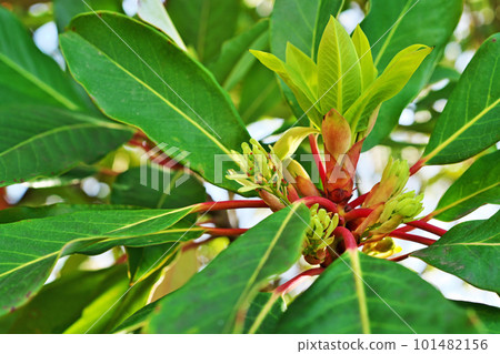 Female flowers and new leaves of Yuzuriha (spring, April) Female flowers and new leaves of Yuzuriha (spring, April) 101482156