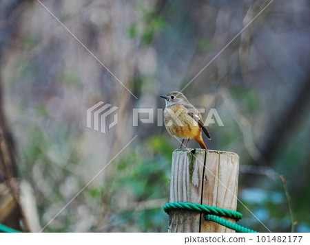 棲息在公園圍欄上的 Daurian redstart 棲息在公園圍欄上的 Daurian redstart 101482177