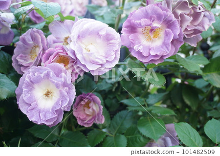 rose	 101482509
