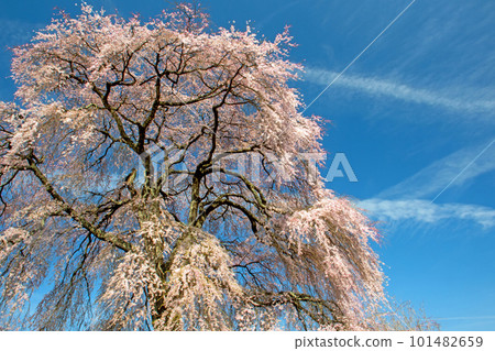 Nakazawa weeping cherry tree in full bloom under the blue sky 101482659
