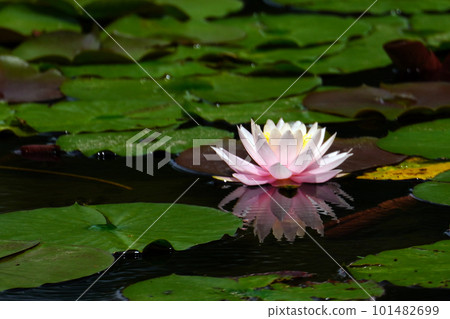 浮在水面上的睡蓮花 浮在水面上的睡蓮花 101482699