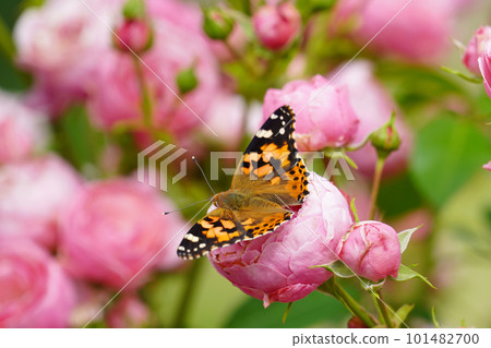 蝴蝶棲息在一朵粉紅色的花上 101482700