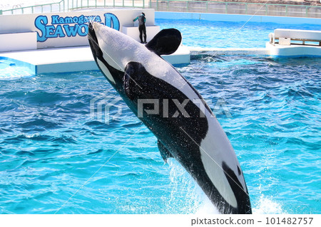 Killer whale to jump Killer whale to jump 101482757