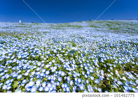Hitachi Seaside Park in spring, nemophila in full bloom, Hitachinaka City, Ibaraki Prefecture Hitachi Seaside Park in spring, nemophila in full bloom, Hitachinaka City, Ibaraki Prefecture 101482775