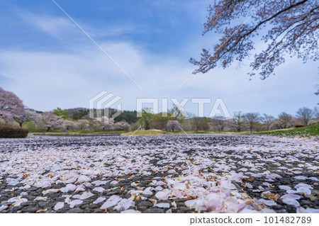 春天風景的 Michinoku Morinoko 國家公園與櫻花開始下降宮城縣川崎鎮 101482789
