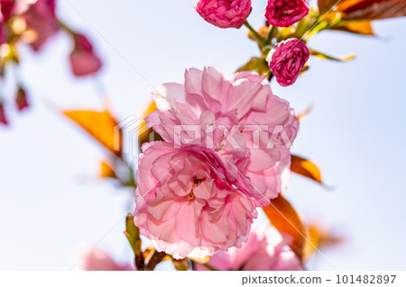 Kanzan that blooms in the forest of small birds 2 Higashi Ward, Okayama City, Okayama Prefecture Kanzan that blooms in the forest of small birds 2 Higashi Ward, Okayama City, Okayama Prefecture 101482897