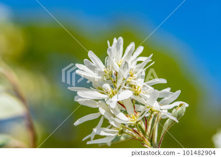 Zaifuriboku blooming in the forest of small birds 1 Higashi Ward, Okayama City, Okayama Prefecture 101482904