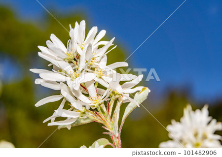 岡山縣岡山市東區 3 小鳥之森盛開的彩風木 岡山縣岡山市東區 3 小鳥之森盛開的彩風木 101482906