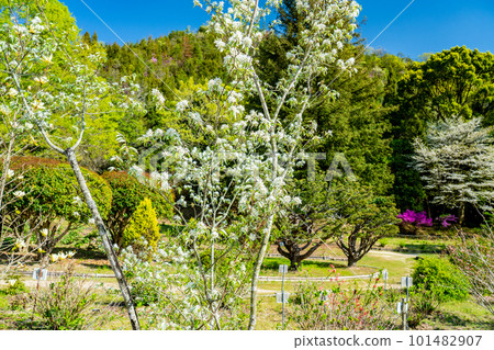 岡山縣岡山市東區彩風木和小鳥之森公園 岡山縣岡山市東區彩風木和小鳥之森公園 101482907