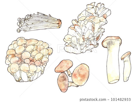 Illustration of various mushrooms Illustration of various mushrooms 101482933