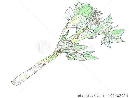 Spring edible wild plants 101482934