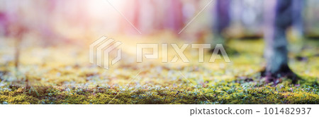 Forest blur panorama 101482937