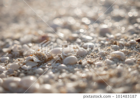 貝殼在沙灘上推出 101483187