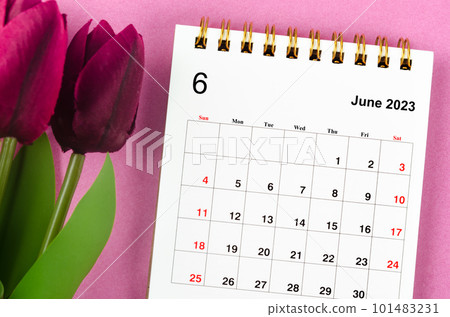 The June 2023 Monthly desk calendar for 2023 year and red tulip on pink background. 101483231