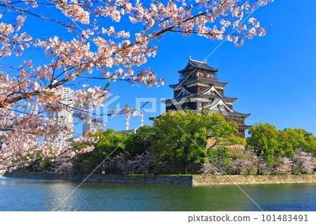 [廣島縣]櫻花盛開的廣島城天守閣 101483491