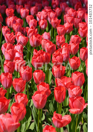 與美麗的鬱金香的鬱金香領域 101483732