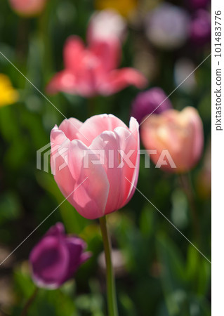 Tulip field with beautiful tulips Tulip field with beautiful tulips 101483776