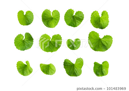 Closeup leaf of Gotu kola, Asiatic pennywort, Indian pennywort on white background, herb and medical concept, selective focus 101483969