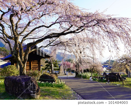 清晨寺門旁垂枝櫻花盛開的景色 清晨寺門旁垂枝櫻花盛開的景色 101484003