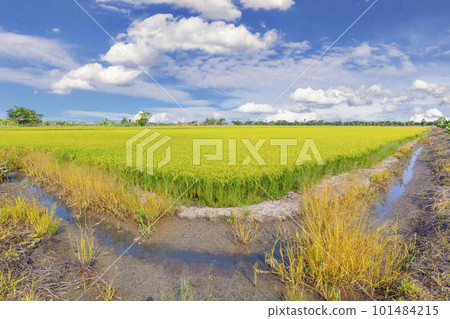 The Rice crop soon to be harvested in the farmland and blue sky background. The Rice crop soon to be harvested in the farmland and blue sky background. 101484215