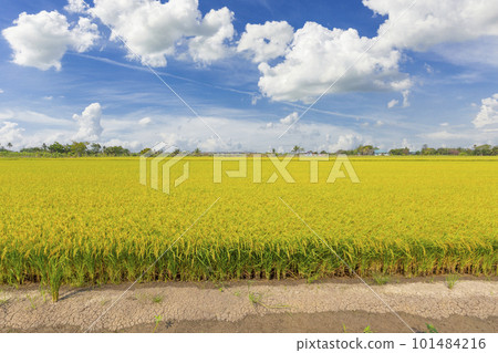 The Rice crop soon to be harvested in the farmland and blue sky background. The Rice crop soon to be harvested in the farmland and blue sky background. 101484216