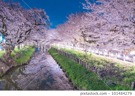 川越新子川夜幕下的櫻花 川越新子川夜幕下的櫻花 101484279