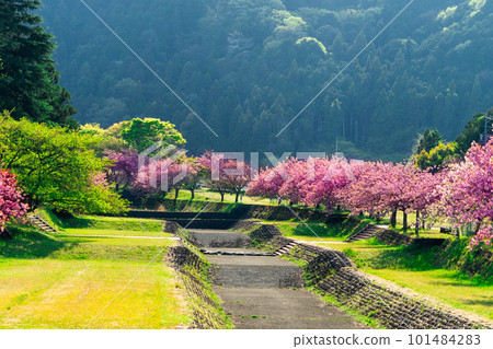 里山重瓣櫻花盛開 里山重瓣櫻花盛開 101484283